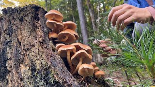 Mushroom hunting: A bumper crop of chestnut mushrooms. They are delicious when simmered with beef.