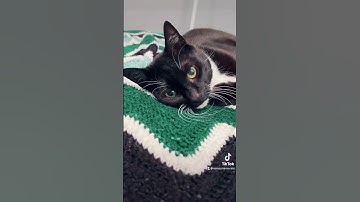 First Catnip Bubbles