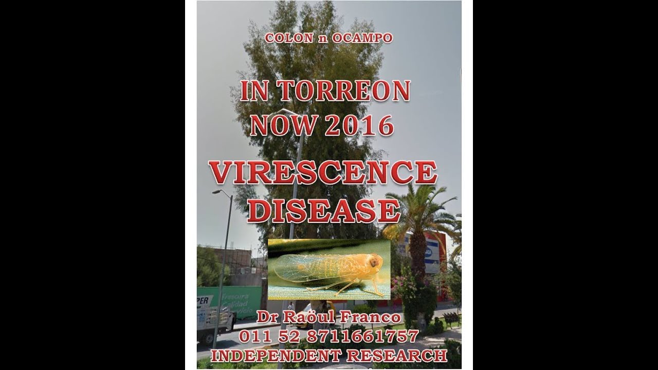 NAZAS RIVER COLON n OCAMPO VIRESCENCE DISEASE MYCOPLASMA HAPLAXIUS CRUDUS IN TORREON NOW 2016