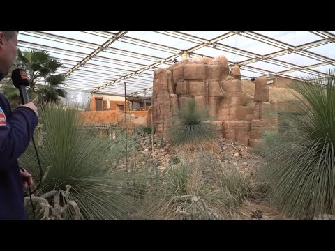 De woestijn in bloei 🌵 | 🔴 Live video 🔴