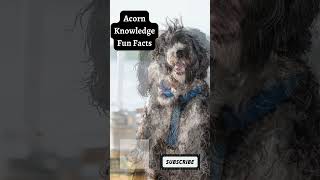 Acorn Knowledge Fun Facts     Portuguese Water Dog