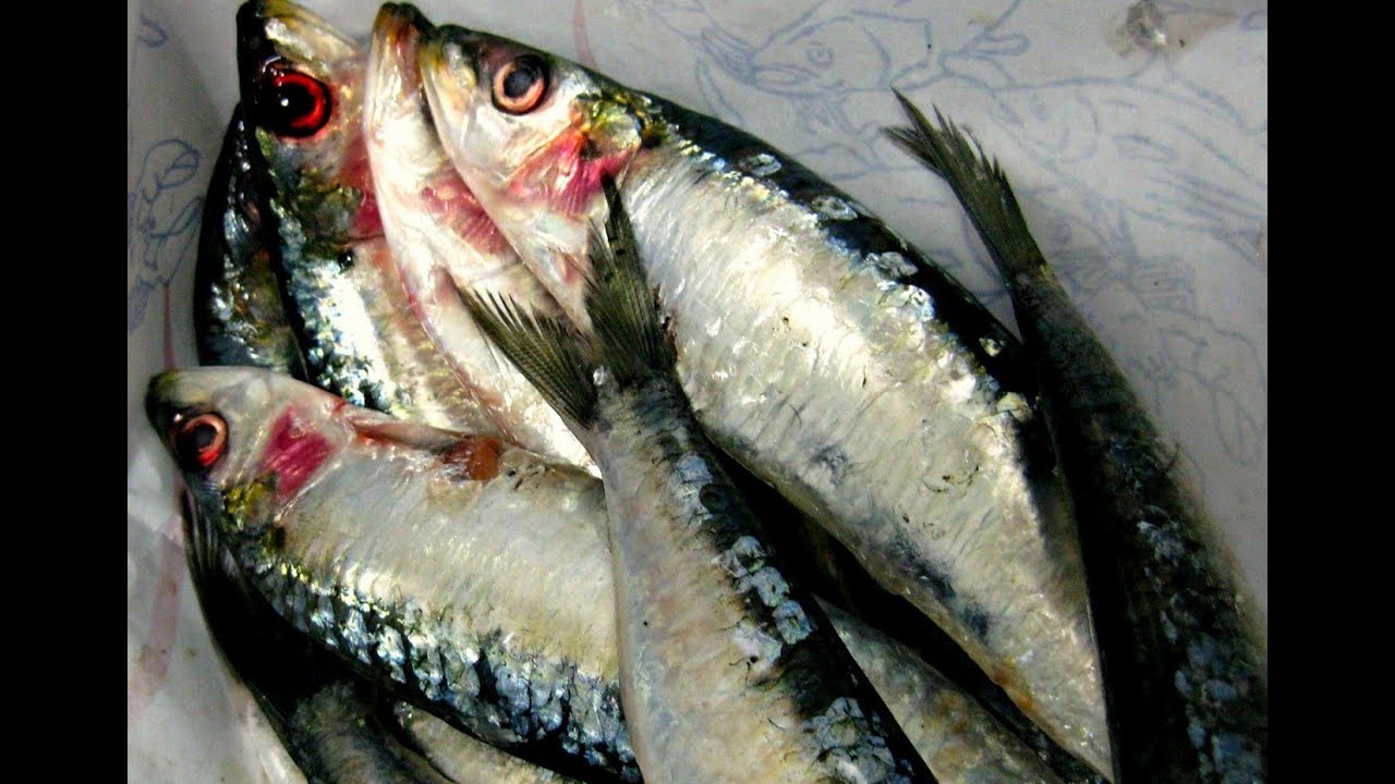 Propiedades nutritivas de las sardinas en aceite