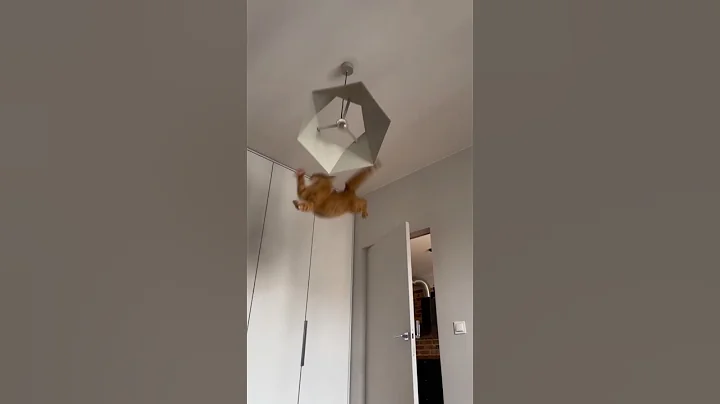 Watch the video about Orange Cat Behavior in 1 Minute 😼🧡