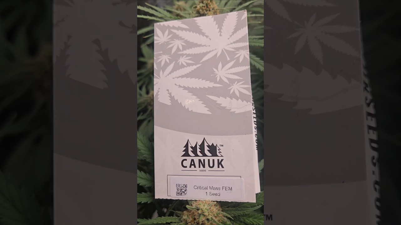 Critical Mass - four more weeks to go!