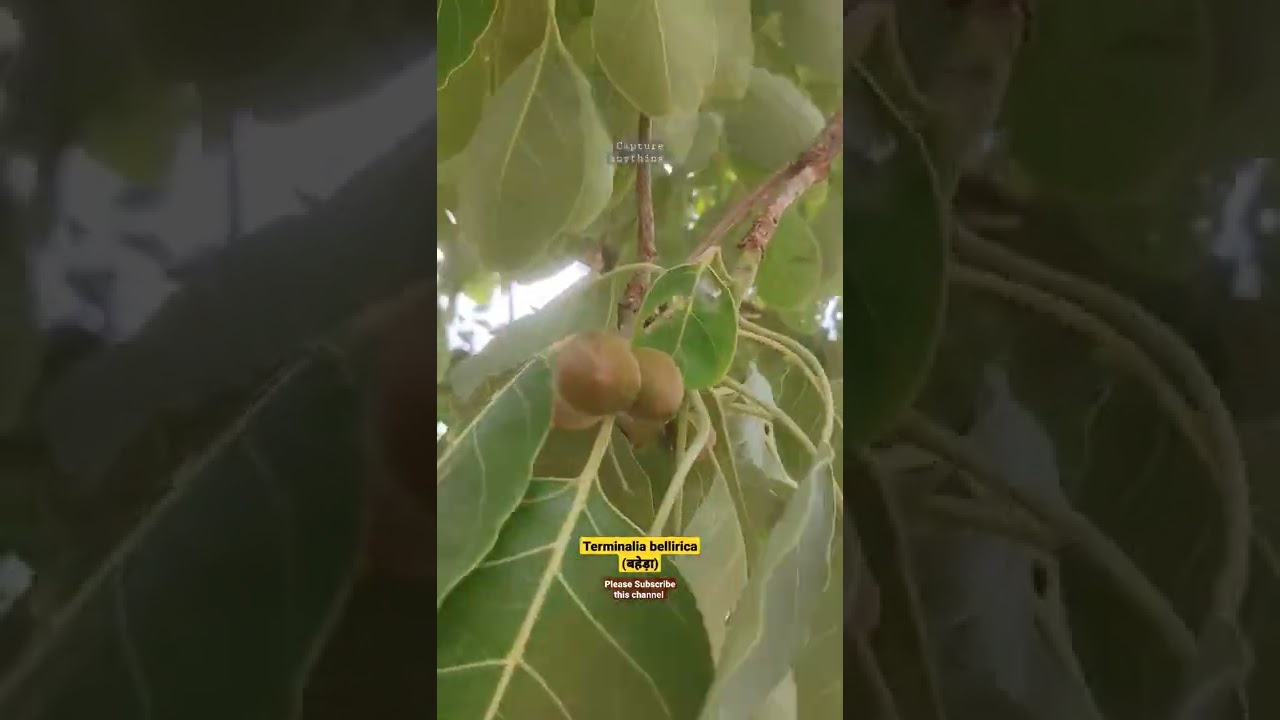 Terminalia bellirica Plant ll बहेड़ा का पेड़ ll बहेड़ा का फल ll त्रिफला इंग्रडियंट