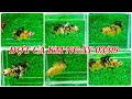 MỪNG ĐẠI LỄ ĐỢT CÁ KM YELLOW CP  NGÀY 03/09/2023. MỌI NGƯỜI VÀO SĂN CÁ NHÉ.