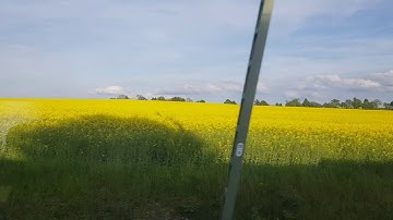 Ngắm cánh đồng hoa cải vàng