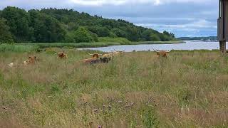 Highland In Lowland