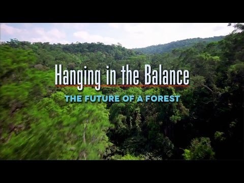 Hanging In The Balance: The Future Of A Forest
