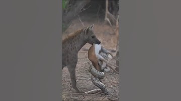 Python Catches Tiny Impala, Hyena Steals Both in Stunning Wildlife Showdown! #python #hyena #impala