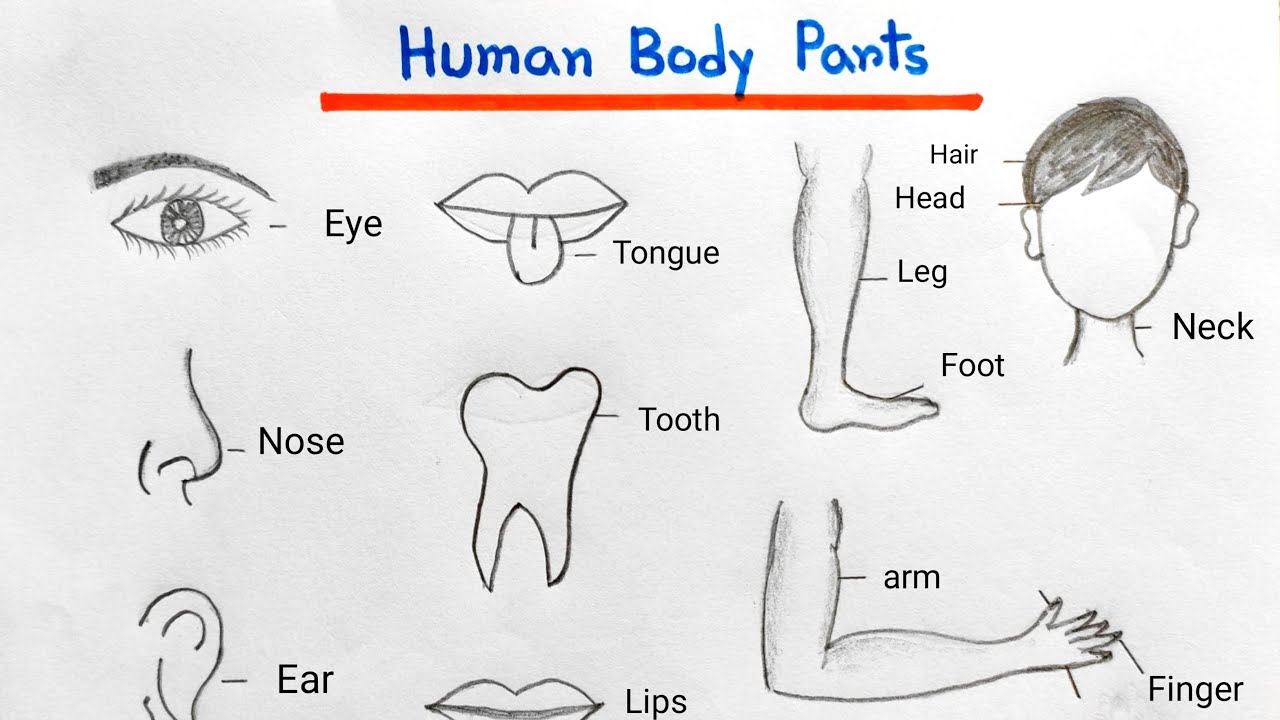 Body Parts Coloring Pages Preschool | COLORING WS | Body parts preschool, Body  parts for kids, Body parts preschool activities