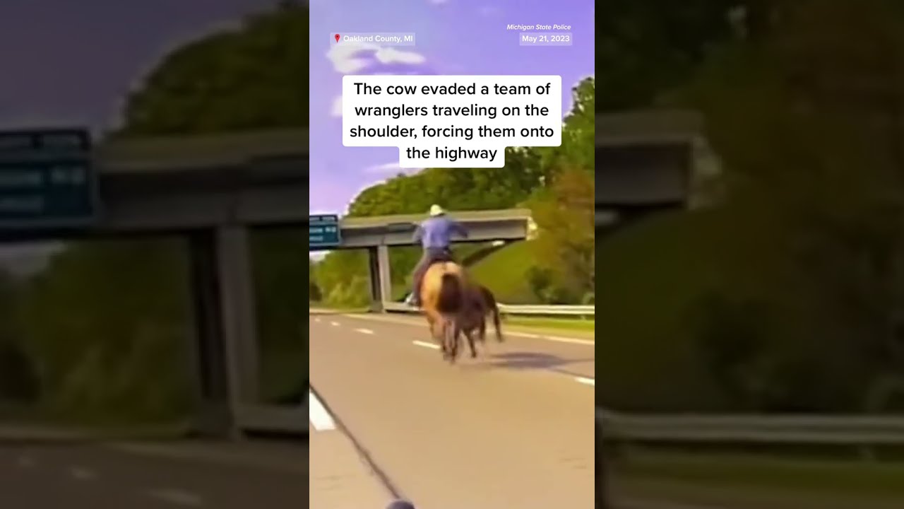 Cowboy Lassos Runaway Cow On Highway In Michigan