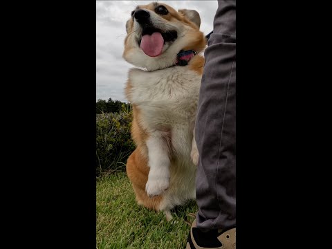 伸び上がって甘えてくるコーギー / A Corgi stretching up for a hug #shorts