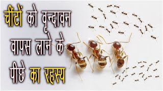 Ants Ko Vrindavan Wapas Laane Ke Peechhe Ka Rahasya || चींटों को वृन्दावन वापस लाने के पीछे का रहस्य