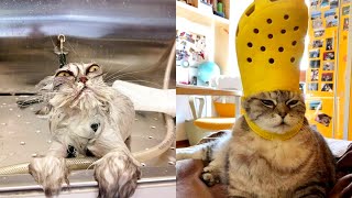 🥰ТОР Cute and Funny Cats 😝 SOO Pretty Baby Cats | ТОП Самые милые кошечки и смешные котята | 4