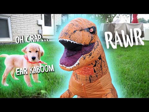 t-rex-dinosaur-suit-prank-on-dog!