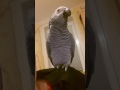 ukecaný papagáš