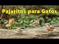 Videos y Película Para Gatos ~ Pajaritos para Gatos