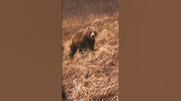 KODIAK Brown Bear BOWHUNT at 12 YARDS!