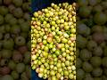 Bara koli #barakoli #  indian jujube fruit #indian#virle #trending