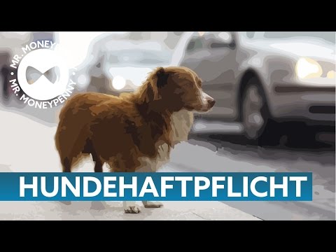 Video: Entscheiden Sie, Ob Eine Hundehaftpflichtversicherung Das Richtige Für Sie Ist