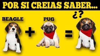 RETO CANINO! JUEGA Y DESCUBRE QUE TANTO SABES! 🤓 😂: 90% FALLA! by Mascotas Chistosas y Divertidas 17,999 views 2 years ago 8 minutes, 7 seconds