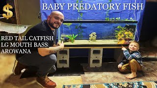BABY AROWANA + LARGE MOUTH BASS PREDATORY FISH AQUARIUM