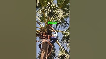 khusus orang dewasa yang berpengalaman #shorts #howto #climbing #climbingtrees #action #viral