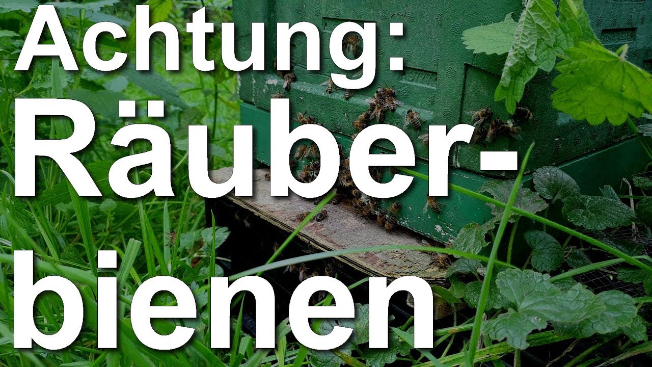 Gefährliche Bienenseuche: Amerikanische Faulbrut | BR24