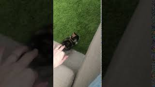 Little cat - Little tiger Маленький кот - Маленький тигр Little cat - Little tiger Маленький кот - Маленький тигр
