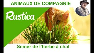 Plateaux de germination de plantes, pot de fleurs d'herbe à chat, plateau  de démarrage de graines d'herbe à chat, kit de culture de l'herbe à chat