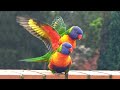 Lorikeet Hip Hop Love Dance