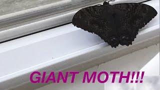 I FOUND A GIANT MOTH IN MY HOUSE!!!!!!!!