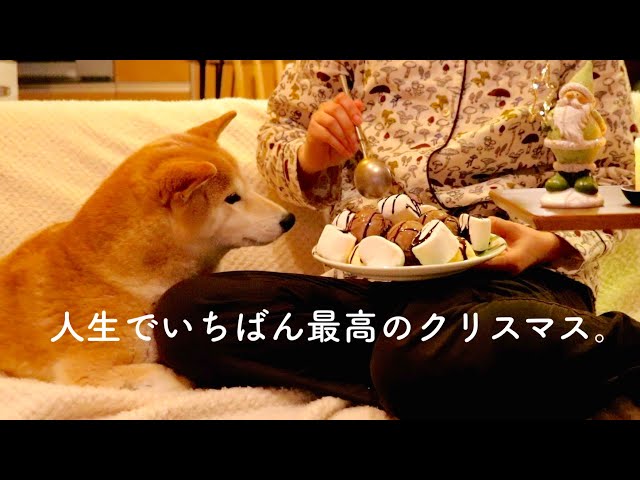 【幸せ】犬と大盛りアイス食べながらホームアローンを観るクリスマス。