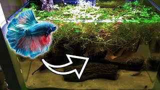 Healthy Blackwater Betta Fish Tank | You Suck At Fish Tanks Sunken Forest Blackwater Aquascape For Samurai Betta Low Tech