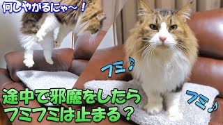 完全にスイッチが入ったフミフミ中の猫にちょっかいを出したらフミフミを止めるのか試してみた結果‥