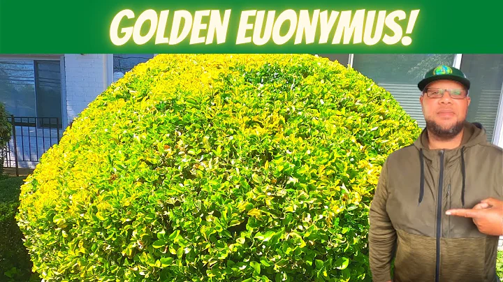 Wunschbüsche: Schönheit und Pflege von Goldenen Euonymus