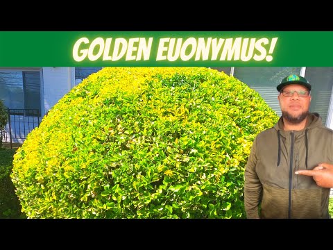 Landscape Like a Pro: How to prune and care for a overgrown Golden Euonymus!