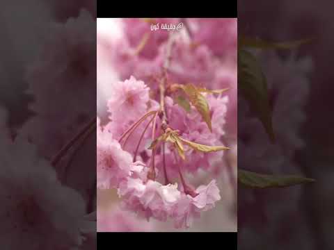 كيف تكون رائحة وطعم الساكورا الكرز الياباني