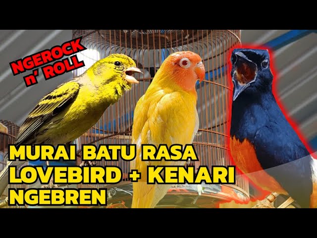 EDAN TENAN!!! MASTERAN SUARA MURAI BATU ISIAN LOVEBIRD-KENARI class=