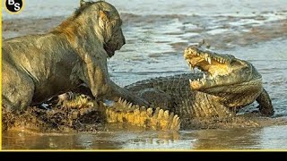 lion vs crocodile real fight #youtube in, Amazon forest