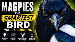 Why Magpies are the Smartest Birds on Earth