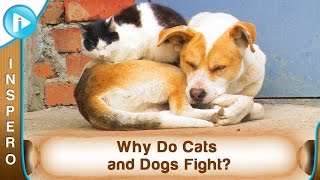 Why Do Cats and Dogs Fight?