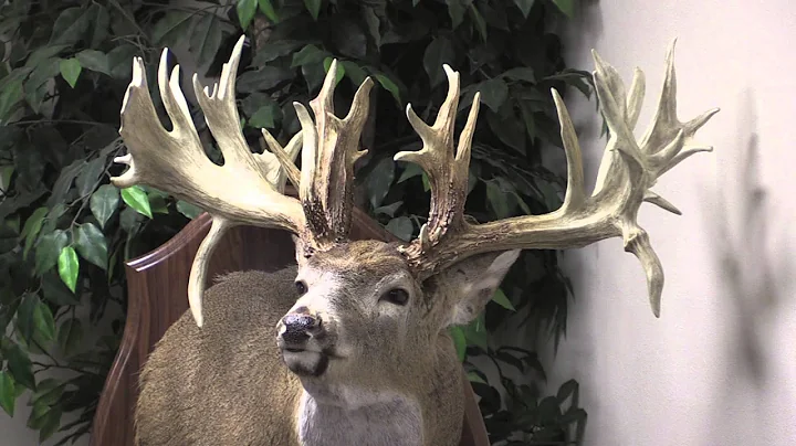The Mike Beatty Buck