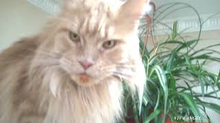 Мейн Кун, Copper Fox - Медный Лис, Промахнулся! 😺 🎯Maine Coon, Copper Fox, Missed!