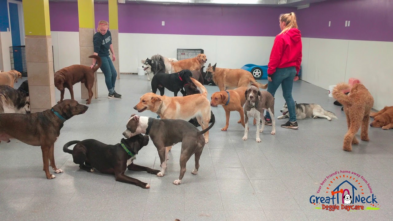 December 28, 2017 Large dog play area Great Neck Doggie Daycare YouTube