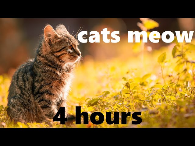 CATS MEOW for 4 Hours Sound Effect