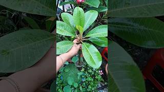 নিজের কাছা থাকা চারার আইডিই ভুলে গেছি!