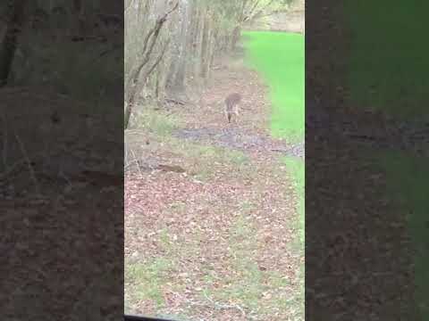 Ryders 1st Deer