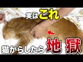 【完全版】猫が泣くほど辛い飼い主の裏切りに値する行動12選